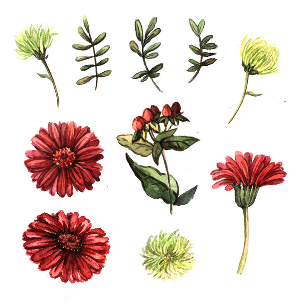 Sketches of Gerberas and chrysanthemums - Фото, изображение