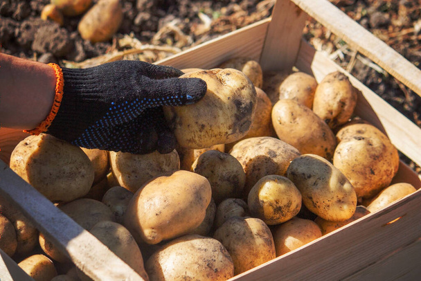 Miesmaanviljelijä pitää perunaa käsissään. Valikoiva keskittyminen. Luonto - Valokuva, kuva