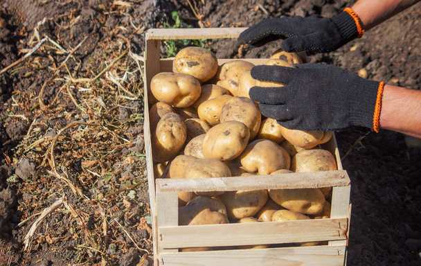 Ένας αρσενικός αγρότης κρατάει μια πατάτα στα χέρια του. Επιλεκτική εστίαση. Φύση - Φωτογραφία, εικόνα