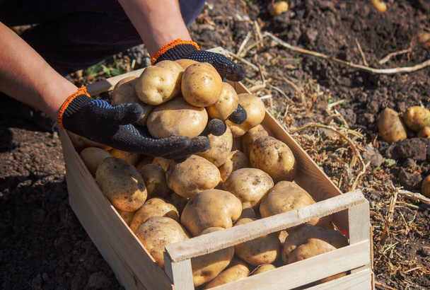 Miesmaanviljelijä pitää perunaa käsissään. Valikoiva keskittyminen. Luonto - Valokuva, kuva