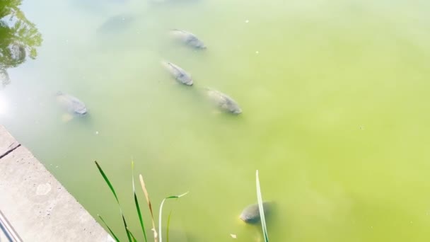 Suffering of fish from lack of oxygen in the water. Summer suffocation and flowering of water bodies. - Footage, Video