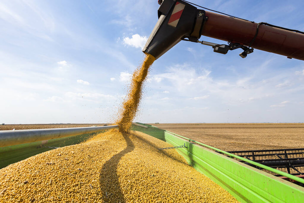 Соя наливает зерно в тракторный прицеп осенью - Фото, изображение