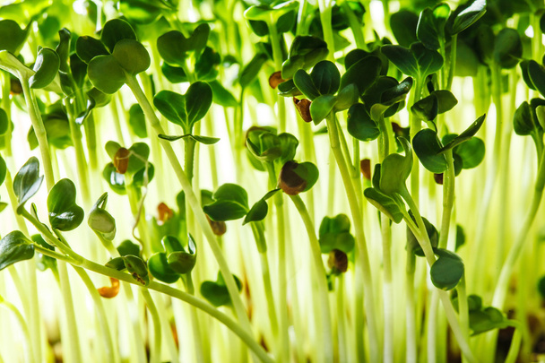 Sunflower sprouts on plate - Фото, изображение