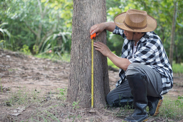 Ασιάτης βοτανολόγος χρησιμοποιεί μεζούρα για να μετρήσει τον κορμό του δέντρου στο δάσος για να αναλύσει και να ερευνήσει την ανάπτυξη του δέντρου. Έννοια, εκτίμηση δάσους. Προστασία του περιβάλλοντος.    - Φωτογραφία, εικόνα