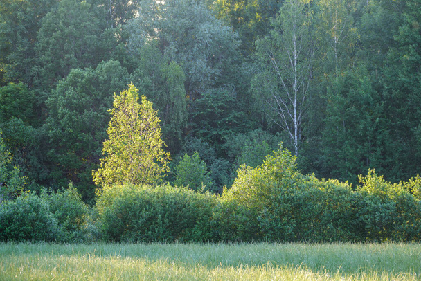 zelené letní listí detaily pozadí s listy a rostliny - Fotografie, Obrázek