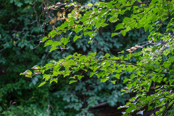 zelené letní listí detaily pozadí s listy a rostliny - Fotografie, Obrázek