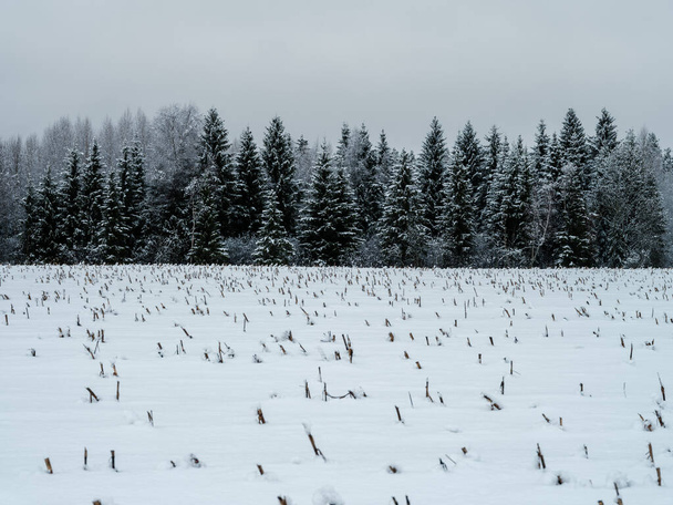 snow covered fields with frozen plants and animal trails in cold winter day - Photo, Image