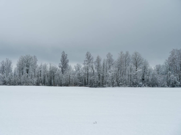 campos cobertos de neve com plantas congeladas e trilhas animais no dia frio de inverno - Foto, Imagem