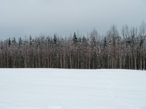 pokryte śniegiem pola z zamarzniętych roślin i szlaków zwierzęcych w chłodny zimowy dzień - Zdjęcie, obraz