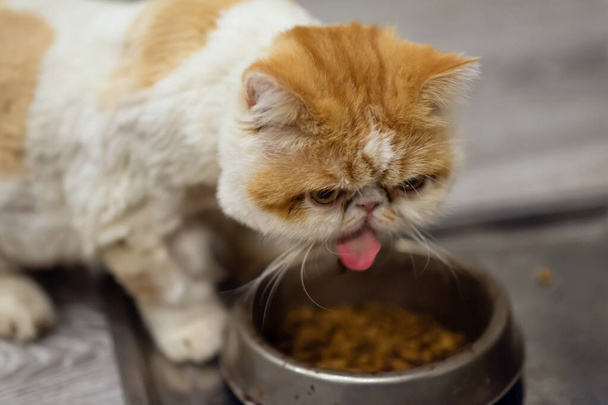Κίτρινο λευκό Εξωτική γάτα shorthair τρώνε ξηρά τροφή pellet στο πιάτο. Ζώο συντροφιάς μέσα στο σπίτι - Φωτογραφία, εικόνα