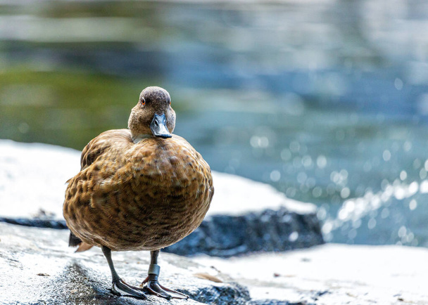 El Chestnut Teal Duck (Anas castanea) es un colorido ave acuática originaria de Australia, conocida por su característico plumaje de castaño.. - Foto, Imagen