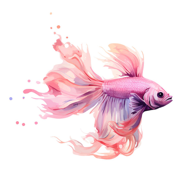 Siamese Fighting Fish, vector, illustration white background Vector - Vector, Image