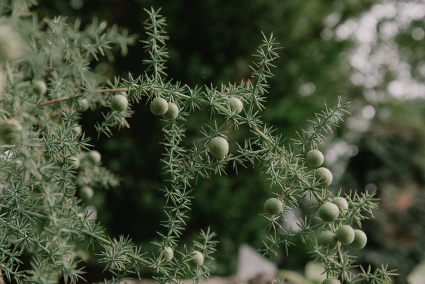Juniperus cedrus, der kanarische Wacholder auf dunkelgrünem Hintergrund. Wacholderarten, die auf den westlichen Kanarischen Inseln heimisch sind. Strauch oder Baum mit immergrünen nadelförmigen Blättern. Scharfer stacheliger Baum. - Foto, Bild