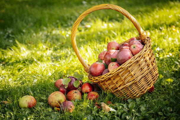 Αφθονία φρέσκων, οργανικών μήλων σε ένα ψάθινο καλάθι. Βιολογικά μήλα σε ένα ψάθινο καλάθι, αναδεικνύοντας την αφθονία και τη φρεσκάδα της φύσης. - Φωτογραφία, εικόνα