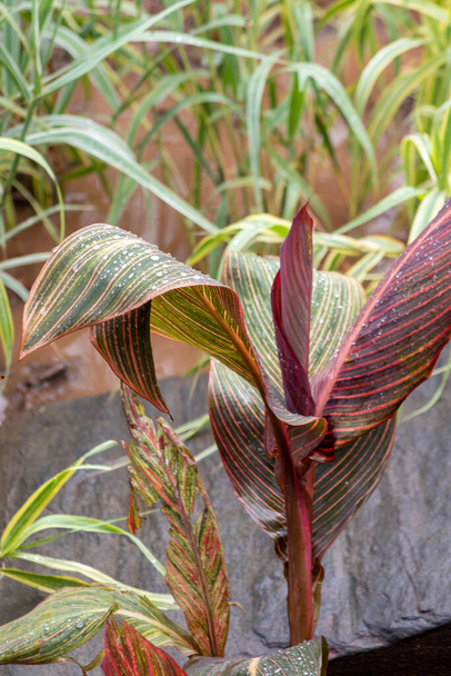 Kolorowe rośliny, piękne rośliny Canna w Ogrodach Botanicznych. Wysokiej jakości zdjęcie - Zdjęcie, obraz
