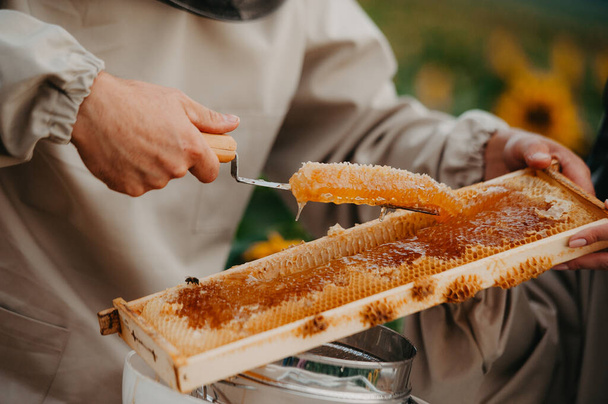 Jovens apicultores trabalham com abelhas no apiário e comem mel. Uma jovem família de apicultores coleta mel em um campo com girassóis. Conceito de coleção de mel - Foto, Imagem