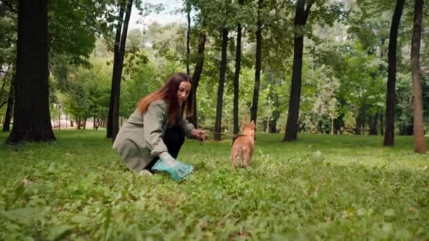 Kobieta zbierająca psią kupę z trawnika w parku miejskim trzyma niebieską plastikową torbę ze zwierzętami domowymi ochrony środowiska - Materiał filmowy, wideo