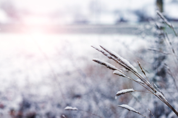 Zimowe tło ze śnieżną suchą trawą w słoneczną pogodę - Zdjęcie, obraz