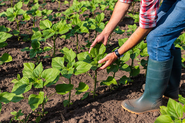 Choux de tournesol sur un champ dans les mains d'un agriculteur. Concentration sélective. Nature. - Photo, image