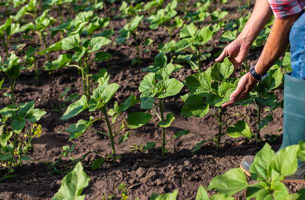 Bir çiftçinin elinde bir tarlada ayçiçeği filizleniyor. Seçici odaklanma. Doğa. - Fotoğraf, Görsel