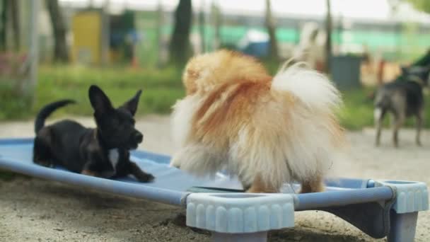 Durante el tiempo de juego en la guardería del perrito, un cachorro y un Pomeranian Spitz juegan juntos. Imágenes de alta calidad 4k - Imágenes, Vídeo