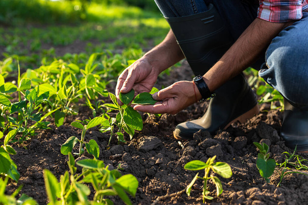 germes de soja sur le champ poussant dans les mains d'un agriculteur. Concentration sélective. Nature. - Photo, image