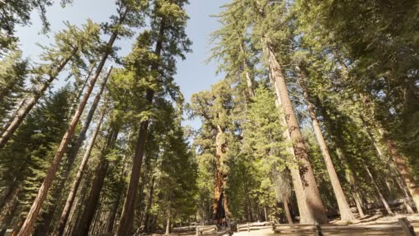 Turistas visitando el alto Bosque de Sequoias
 - Metraje, vídeo