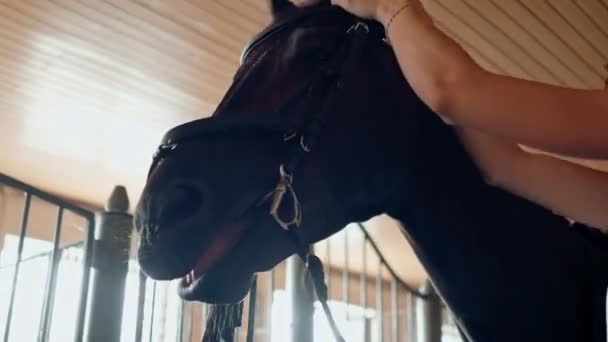 close-up Uma mulher cavaleira coloca um freio em seu cavalo garanhão no estábulo da fazenda se preparando para uma competição equestre - Filmagem, Vídeo