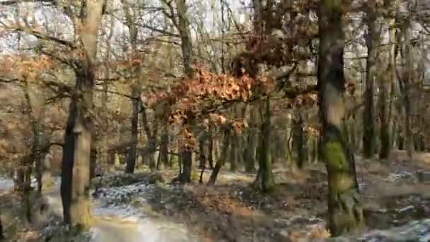 Uçan çıplak ormanı - güneşli - Video, Çekim