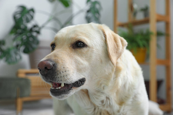 Cute Labrador dog in living room - 写真・画像