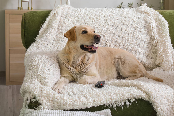 Милая собака-лабрадор с пультом от телевизора, лежащая на диване в гостиной - Фото, изображение