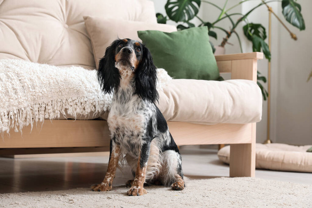 Lindo cocker spaniel perro sentado en la alfombra en la sala de estar - Foto, imagen