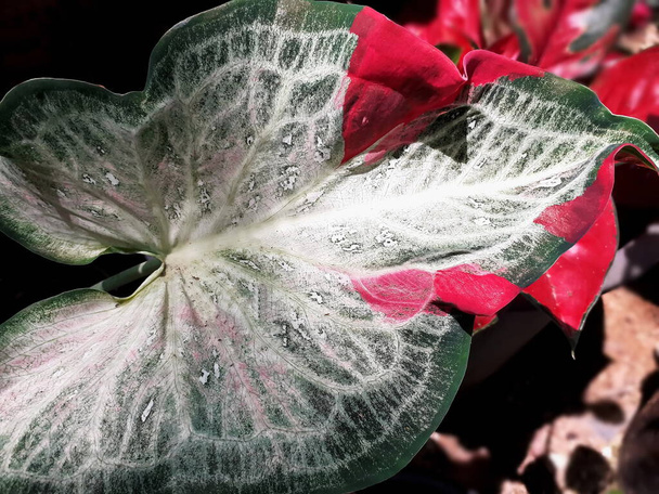 Thaise caladium bicolor blad close-up, selectieve focus met wazige achtergrond natuur concept. - Foto, afbeelding