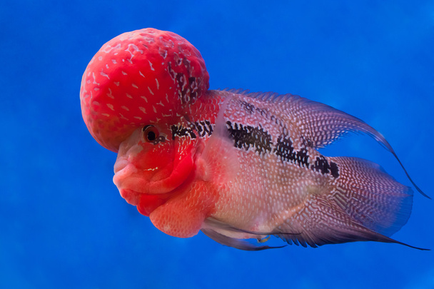 peixe-ciclídeo com corno de flores
  - Foto, Imagem