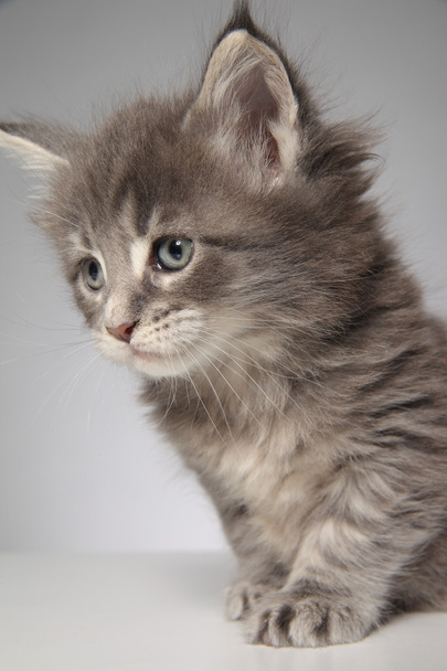 roztomilý maine coon Kitten - Fotografie, Obrázek