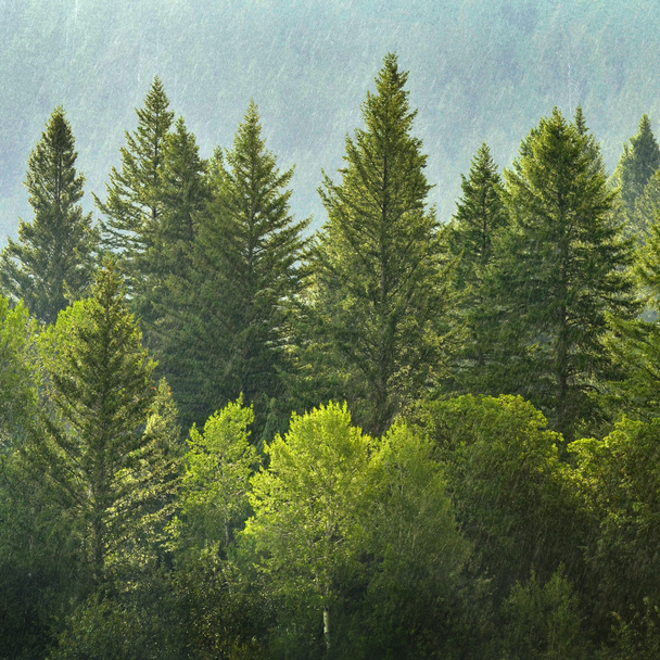 Forrest of Pine Trees in Rain - Fotoğraf, Görsel