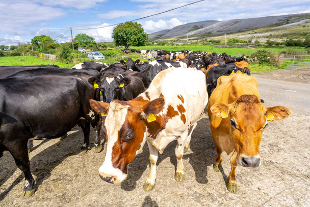 rebaño de vacas que cruzan la carretera, The Burren, County Clare, Irlanda, Reino Unido - Foto, Imagen