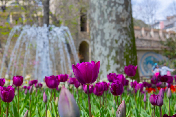Tulpenfestival wordt elk jaar met enthousiasme gevierd in Glhane Park. - Foto, afbeelding