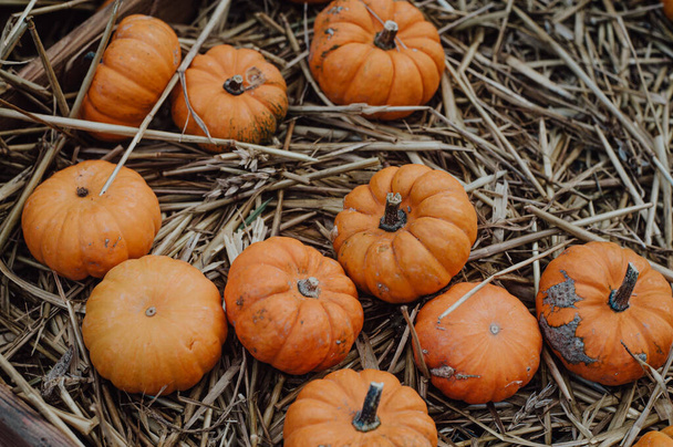 Pumpkin harvest. A spooky season's for halloween delights. - Photo, Image