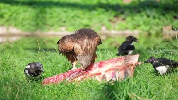 Bruine adelaar, Afrikaanse roofvogel die vlees eet in een natuurlijke habitat. Roofvogels in het wild. - Video