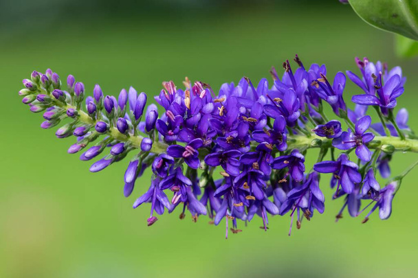 Close up of a purple hebe flower in bloom - Photo, Image