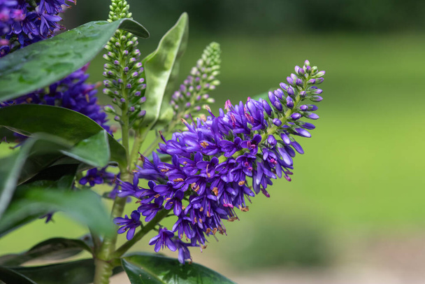 Lähikuva violetti hebe kukka kukassa
 - Valokuva, kuva