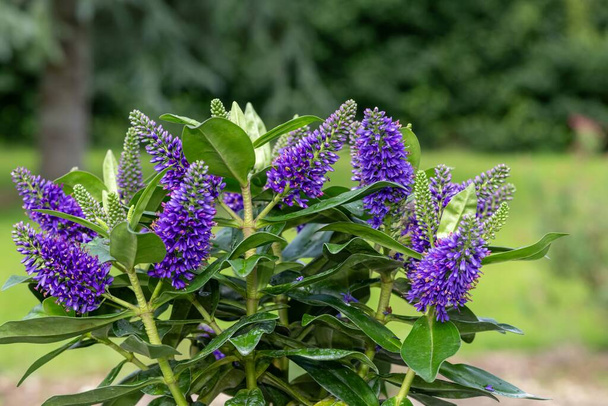 Zblízka fialové květy hebe v květu - Fotografie, Obrázek