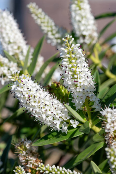 Zblízka bílých hebe květin v květu - Fotografie, Obrázek