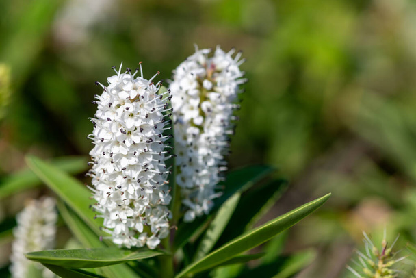 Zblízka bílých hebe květin v květu - Fotografie, Obrázek