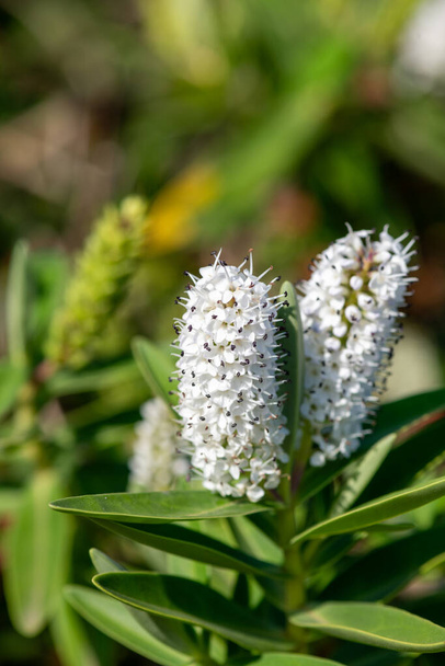 Close up of white hebe flowers in bloom - Photo, Image