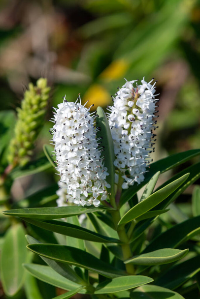 Close up of white hebe flowers in bloom - Photo, Image