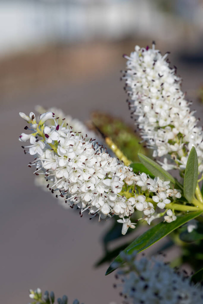 Lähikuva valkoinen hebe kukkia kukassa
 - Valokuva, kuva