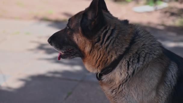 Close up pan na německého ovčáka psa sedí venku - Záběry, video