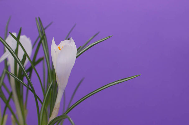 紫色の背景に白いカラスが咲いています. テキストのスペースをコピーする. - 写真・画像